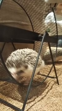 りなぱんな
