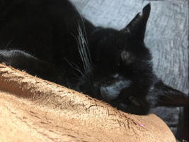 Nosuke