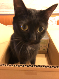 ikkun