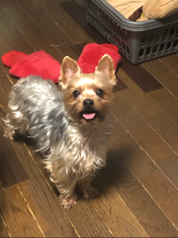 kamekichipippi