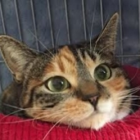 三毛猫あんこ