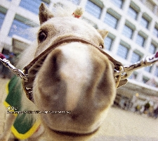 お馬さん