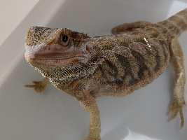 ばななこーひー