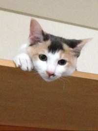 2・3・子