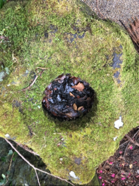 クロコワスキー