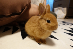 はまうら