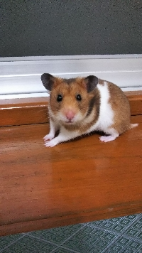 りんごちゃんまま