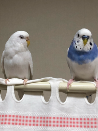さくらしろ