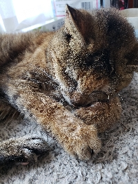 catlover1202