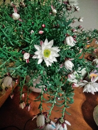 花かんざし