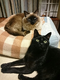 りるみゃ