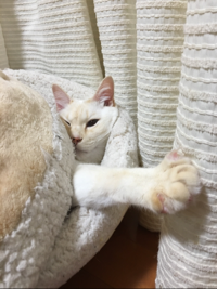 ミュウチャコ