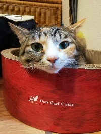 utazorro