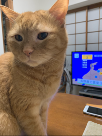 あんことこん太