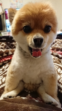 チャミミン