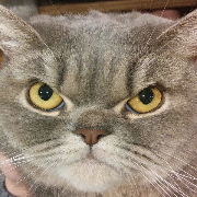 MUJICAT