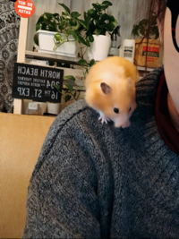 ひな