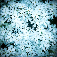 bluefluorite