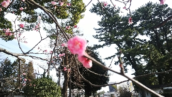 ﾁｶ1006