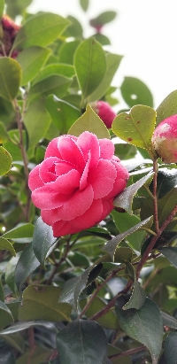 ヒト。