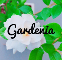 gardenia