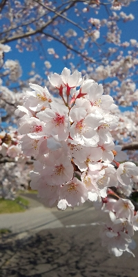 さくらももよ