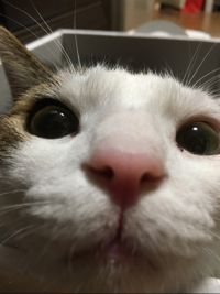 シャロン