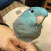 じょごら