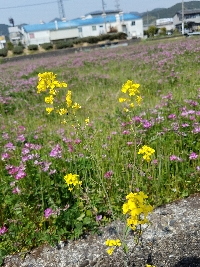 野の花さくら