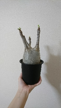yゆかりんごy
