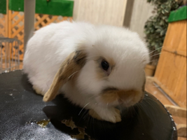ちゃぐうま