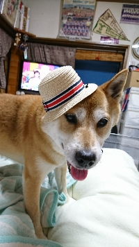 コロケン
