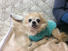 chicchikun