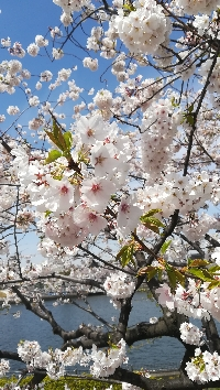 わっこ19さんのレビュー一覧 通販 無印良品