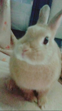 珠珠