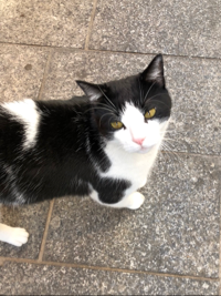 にゃんこめ