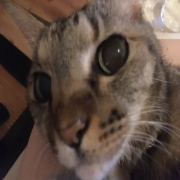 ねこのふみふみ