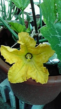 青花
