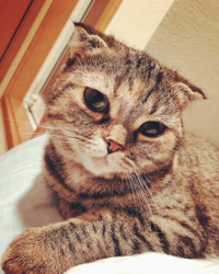 よっしー