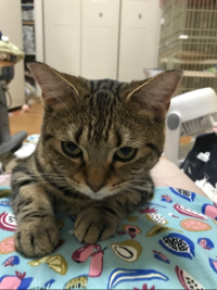 ヒメ