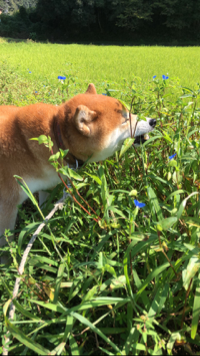 あーる☆