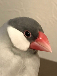 プーシェ