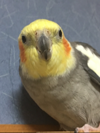 モモインコ