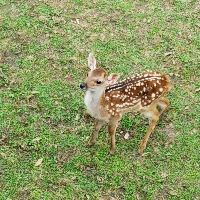 こじかこじか