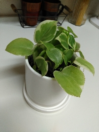 たぴももぶどう