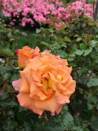 のののののののののん