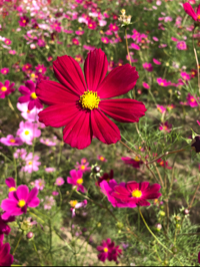 コスモス