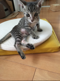 あんころもっちっちー