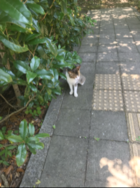 ネコじゃらし