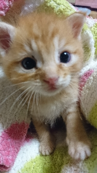 ねこ